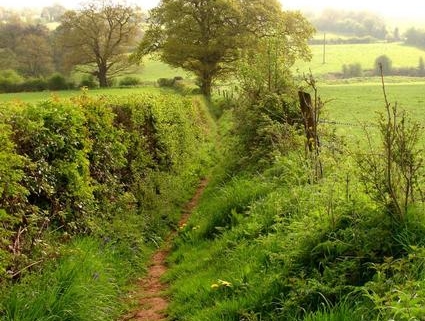footpath to tree from a distance