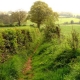footpath to tree from a distance