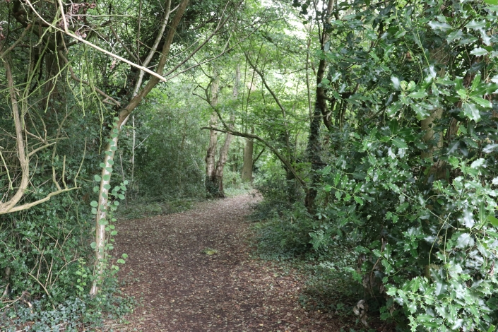Dafferns Wood 3 Dafferns Wood path beside trees